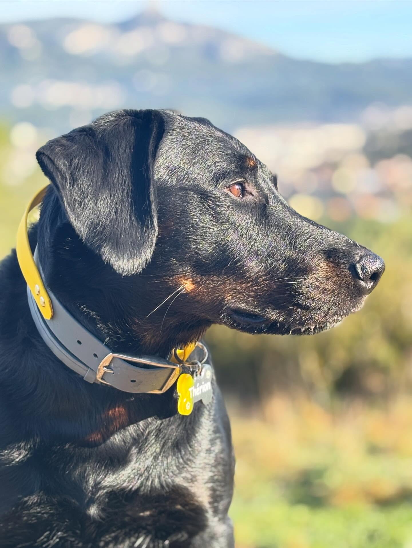 collier d intervention en biothane grand chien